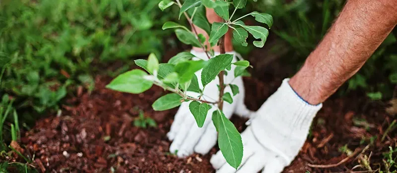 Plantation