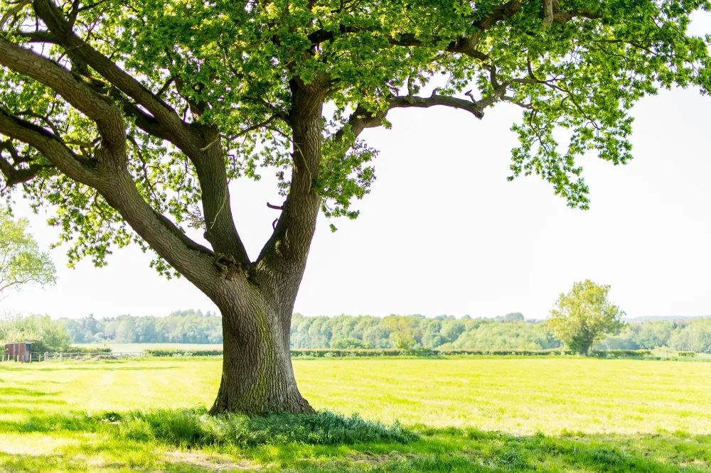 Couper un arbre à Seraing